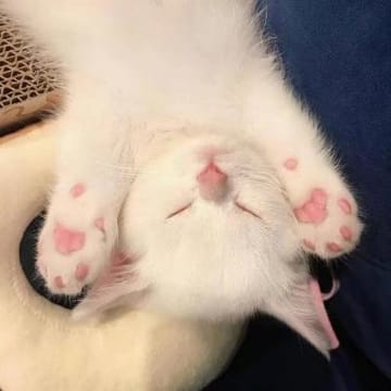 Ảnh đại diện người dùng Lê Thị Hồng